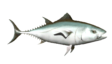 fish?